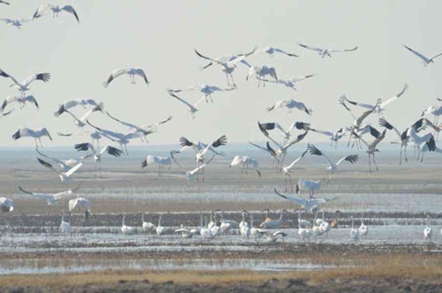 图牧吉百鸟齐飞