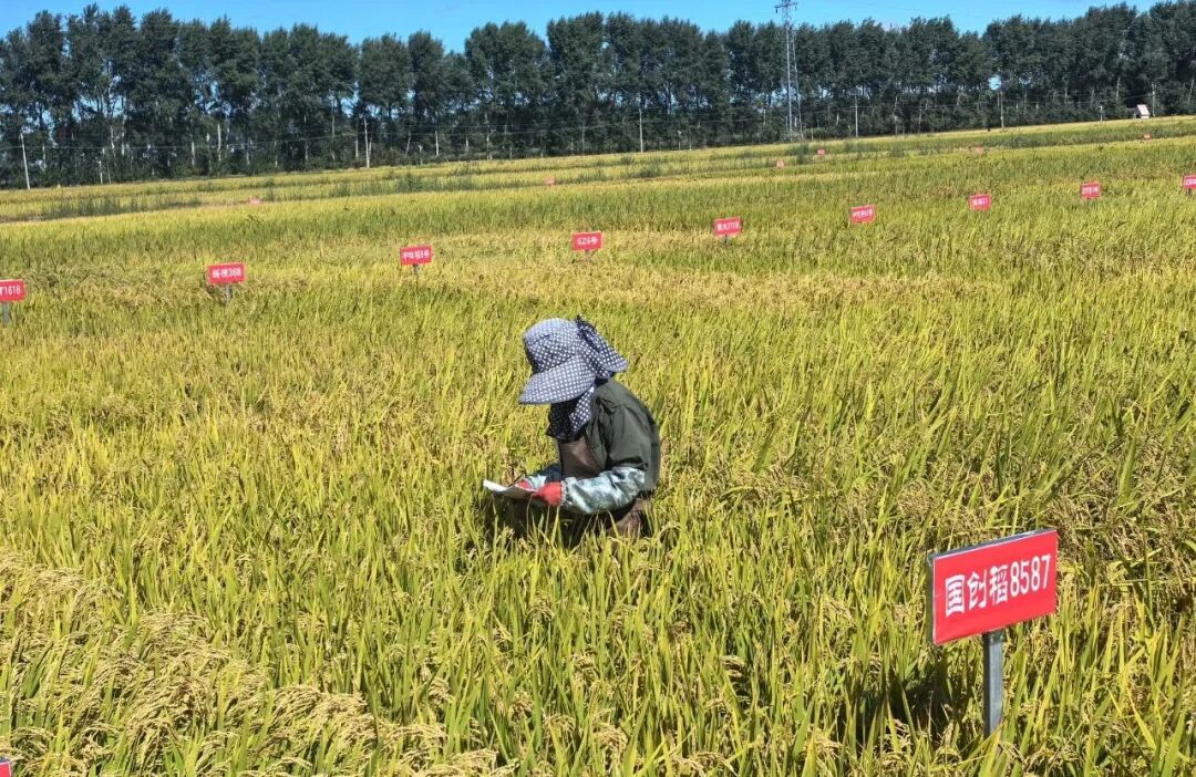 50.64亿斤！扎赉特旗粮食产量再创新高